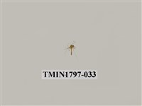 藏品(昆蟲綱)的圖片